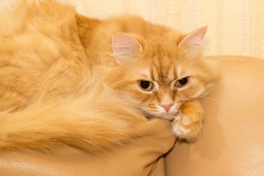 Bir sarı deri kanepede kırmızı kedi