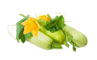 Sebze iliği ve yaprakları, dalları ve çiçek sapı