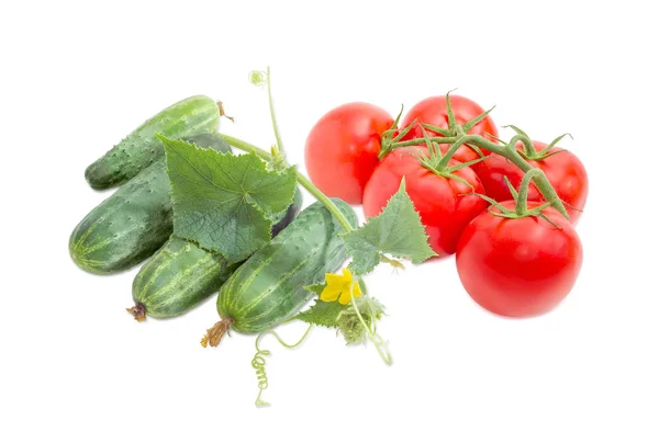 Cucumbers with stem and branch of the tomatoes — Stock Photo, Image