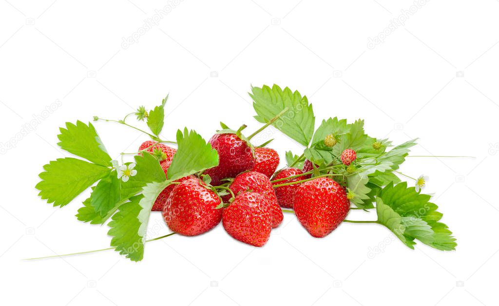 Garden strawberry and wild strawberry with leaves, stems and flowers