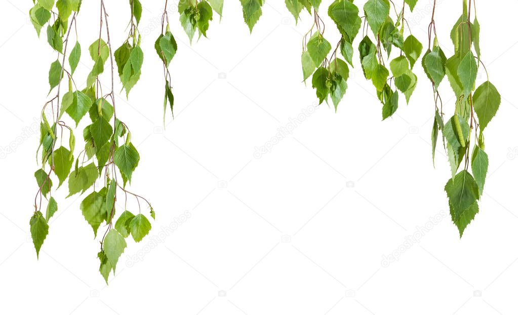 Background of the birch branches hanging down
