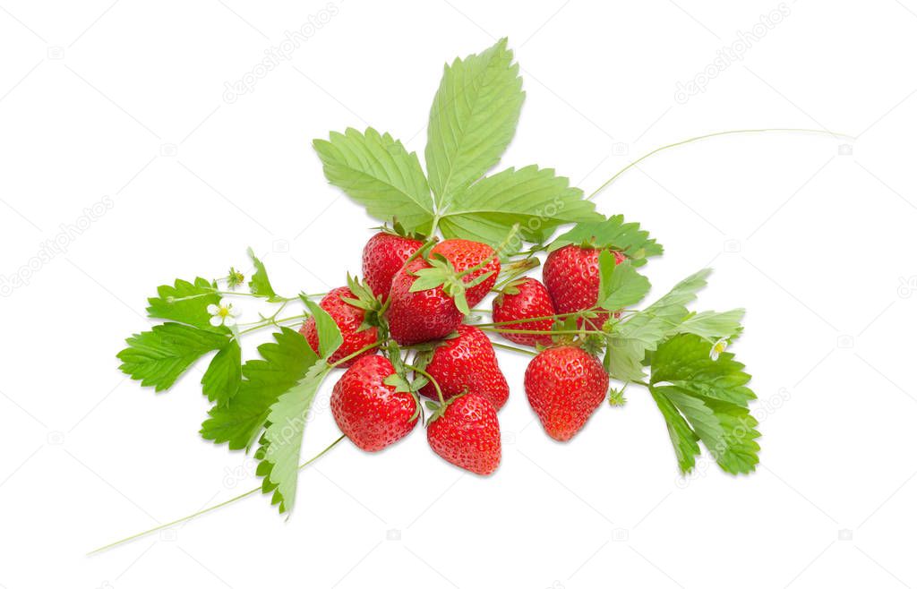 Garden strawberries with leaves, stems and flowers