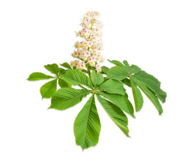 Branch of the blooming horse-chestnuts on a light background  clipart