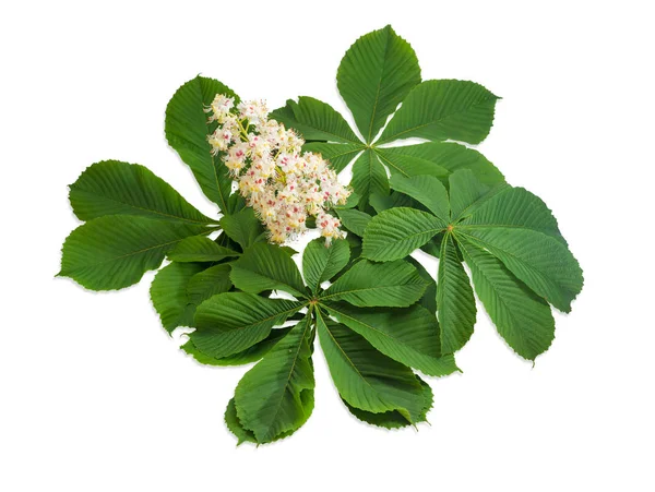 Ramo das castanhas do cavalo florescentes com flores — Fotografia de Stock