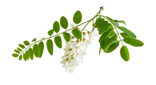 Çiçek açan siyah akasya ağacının dalını 