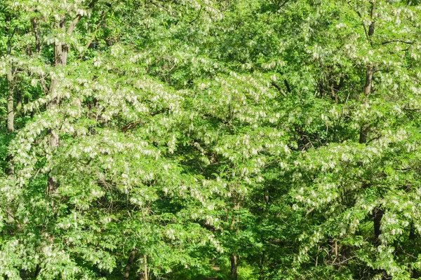 Antecedentes de los árboles de langosta negra en flor — Foto de Stock