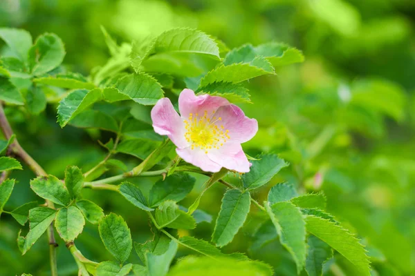 Flower of the dog-rose close up — Stock Photo, Image