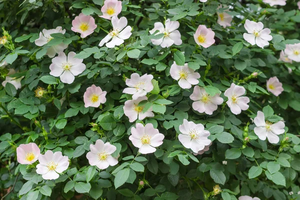 Fondo del arbusto floreciente de la rosa-perro — Foto de Stock