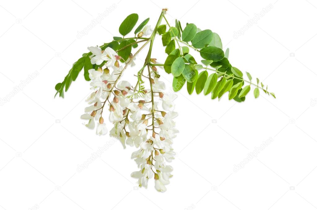 Branch of the black locust with several flower clusters