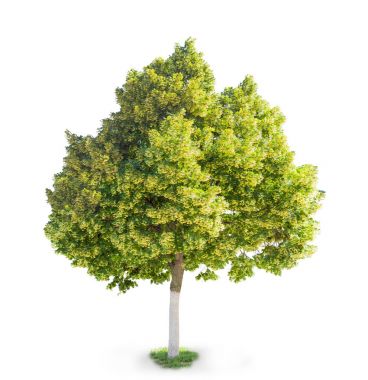 Ihlamur ağacı üzerinde bir açık renkli çiçekli 
