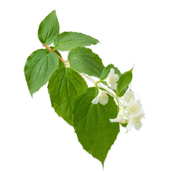 Гілка білої жасмину з квітами — стокове фото