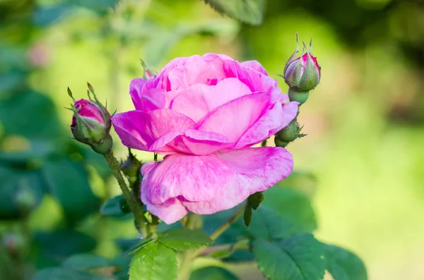 Rosa Rosenblüte auf dem Hintergrund eines Rosenstrauches — Stockfoto