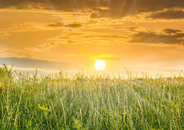 高い草でフィールド上の夕日 — ストック写真