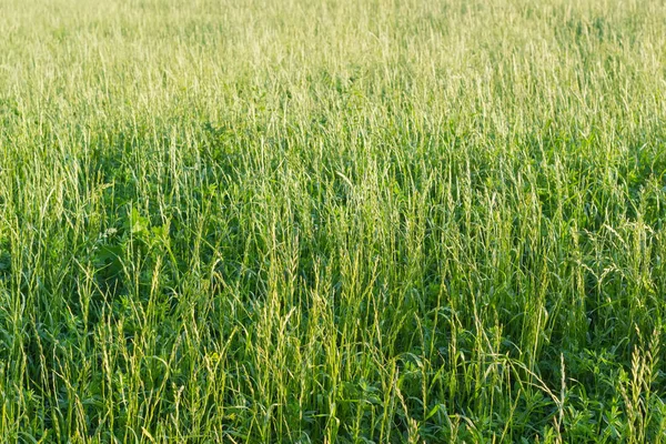 귀와 높은 잔디의 배경 — 스톡 사진