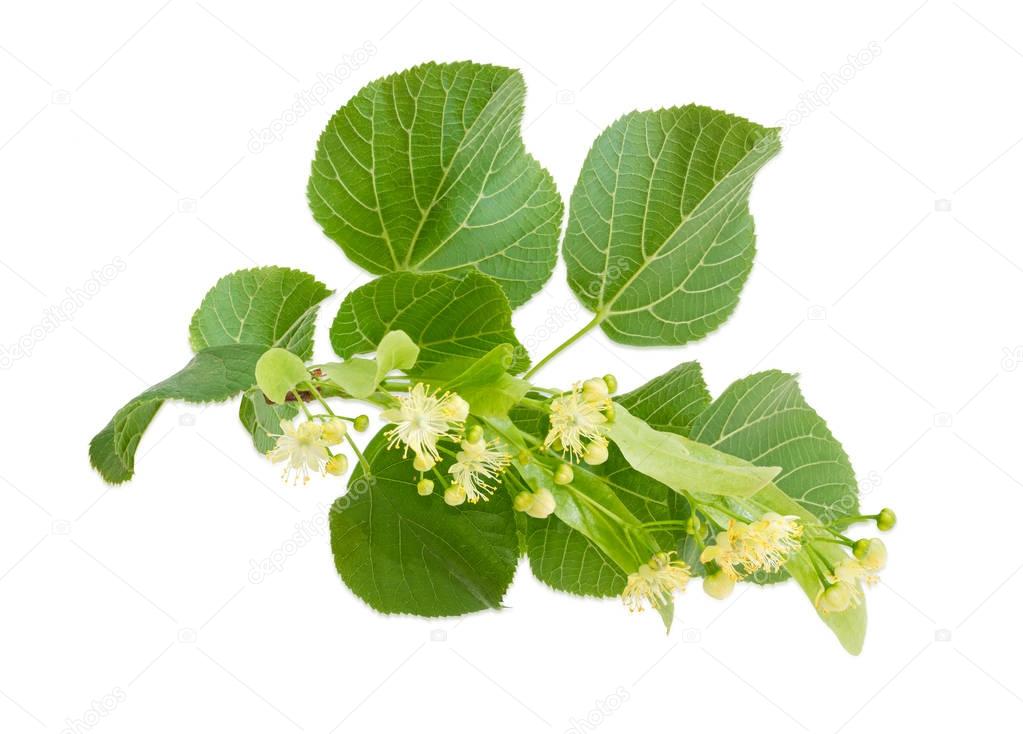 Branch of the flowering linden with flowers and buds