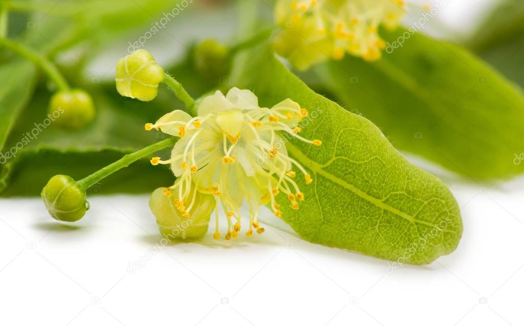 Flower of the linden closeup
