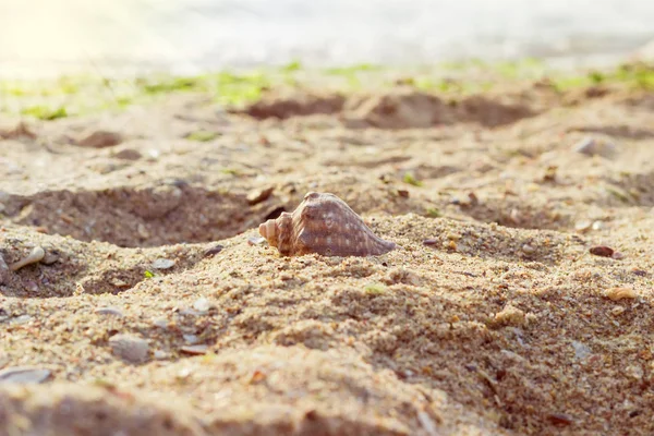 Tengeri kagyló ellen a tenger egy homokos strandján — Stock Fotó