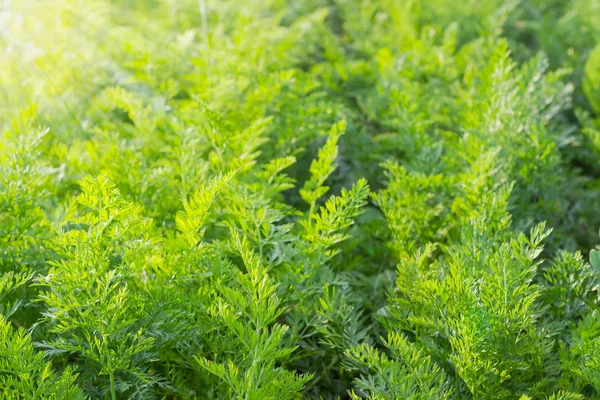 Fondo de las tapas verdes de zanahoria en la puesta del sol — Foto de Stock