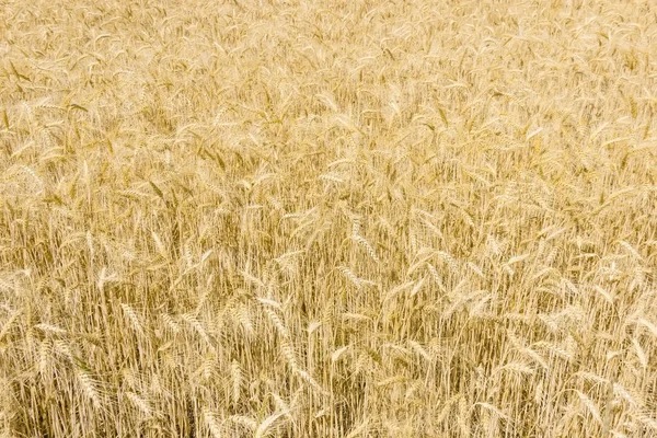 Fundo do campo com trigo maduro — Fotografia de Stock