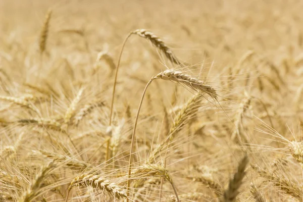 Ears of wheat against of the wheat field — Stock Photo, Image