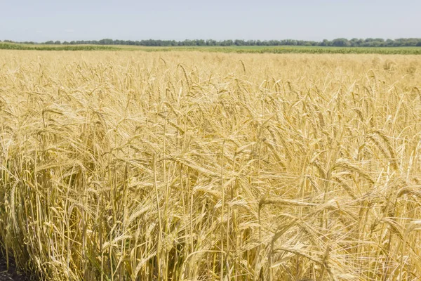 Field with ripe barley at summer day — Stock Photo, Image