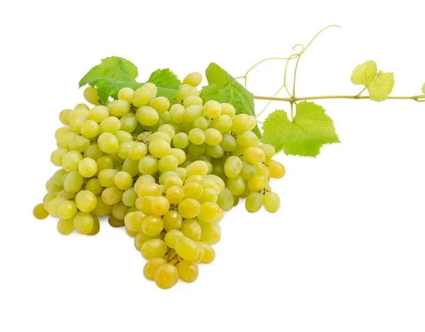 Aglomerado de uvas brancas na vinha — Fotografia de Stock