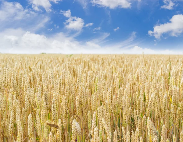 Campo do amadurecimento de trigo closeup — Fotografia de Stock