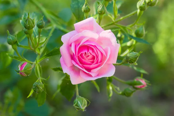 Ветвь розовой розы с цветами и бутонами — стоковое фото