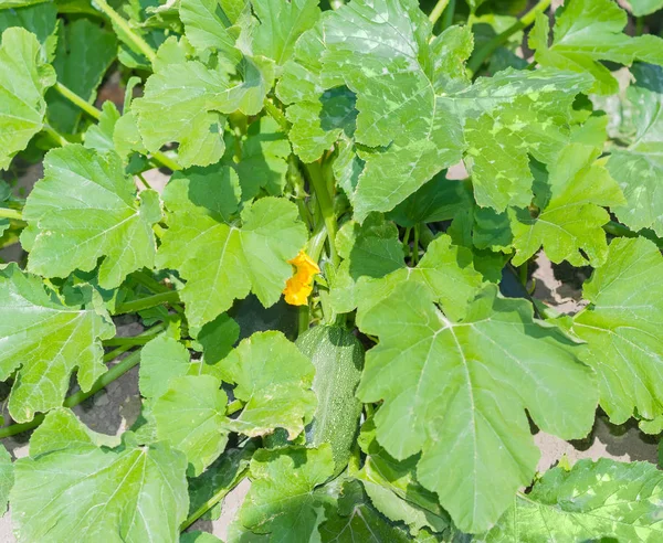 Background of the plant of the dark green zucchini — Stock Photo, Image