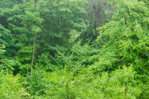 Background of a forest during rain — Stock Photo, Image