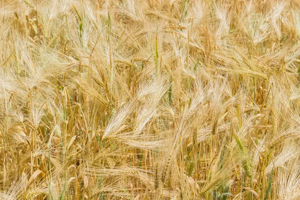 Fondo del campo de cebada —  Fotos de Stock