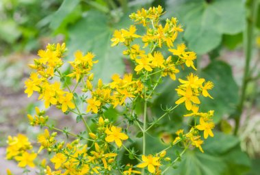 Çiçekli St John's Wort kök