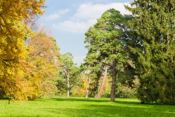 Lichtung im Park zwischen Nadelbäumen und Laubbäumen — Stockfoto