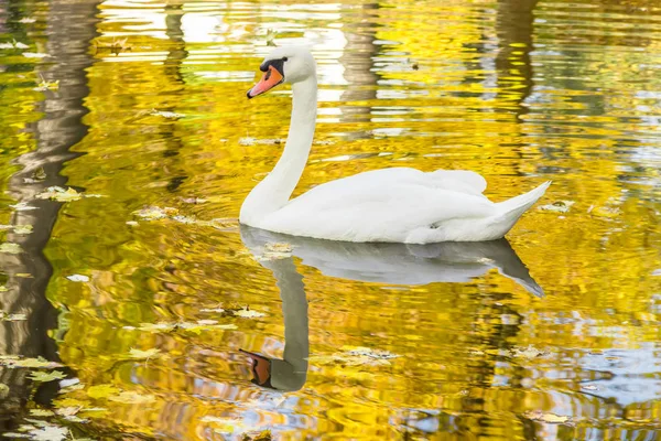 Cisne branco em uma lagoa entre folhas caídas — Fotografia de Stock