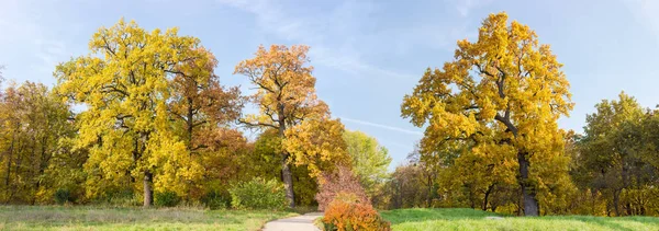 Robles viejos en un parque de otoño —  Fotos de Stock