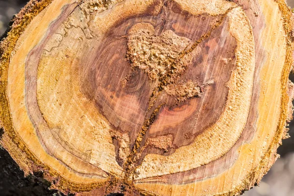 Fondo de un corte transversal de tronco de árbol viejo — Foto de Stock