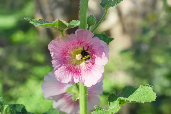 Flor de malva púrpura con una abeja — Foto de Stock