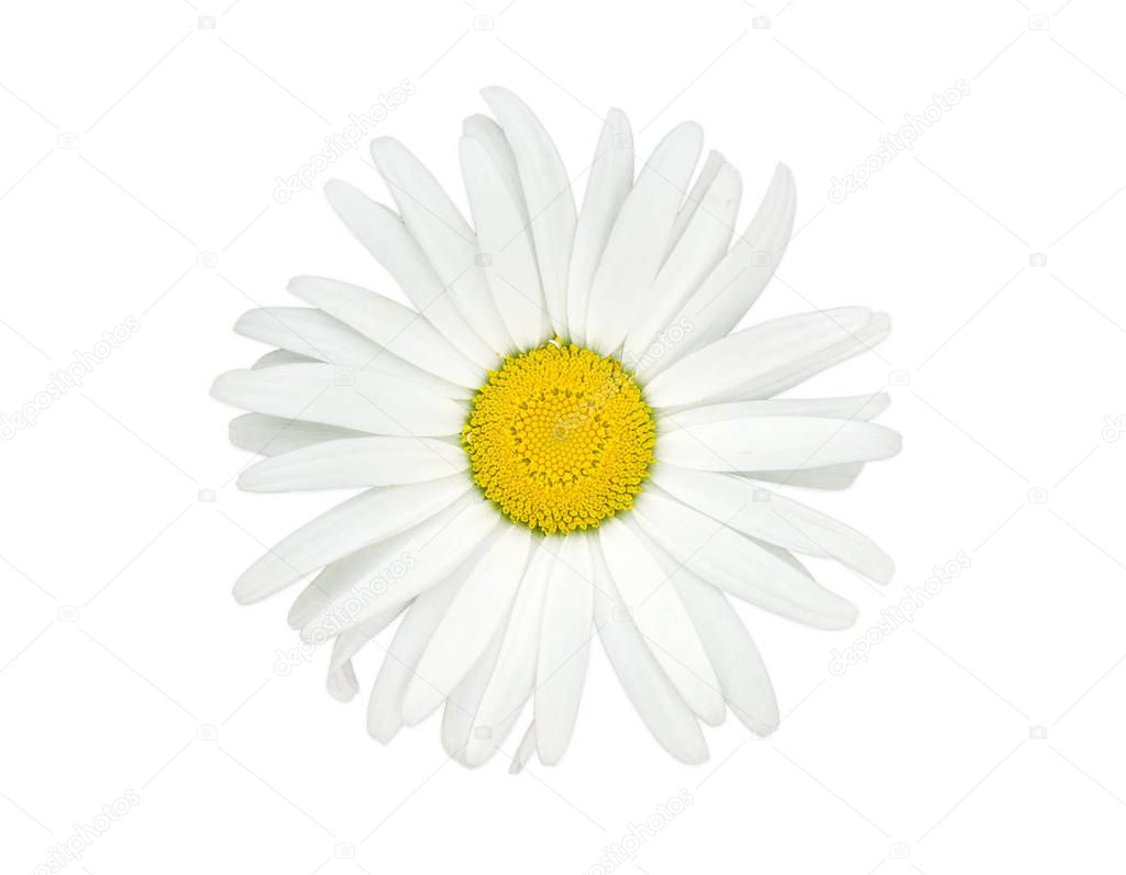 Oxeye daisy flower closeup on a light background