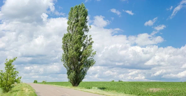 附近的一条乡村公路的孤立黑杨树 — 图库照片