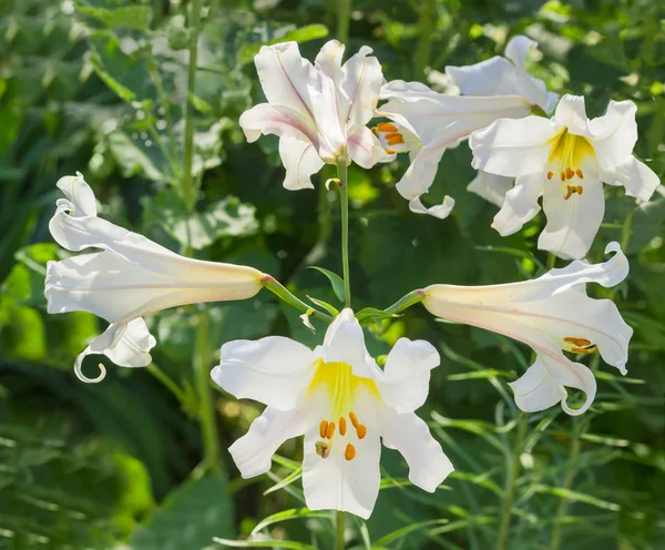 Varias flores de lirio blanco — Foto de Stock