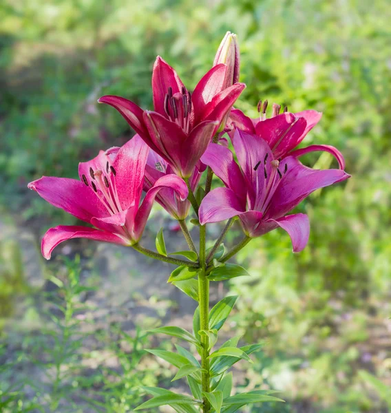 Several purple lily flowers — Stock Photo, Image
