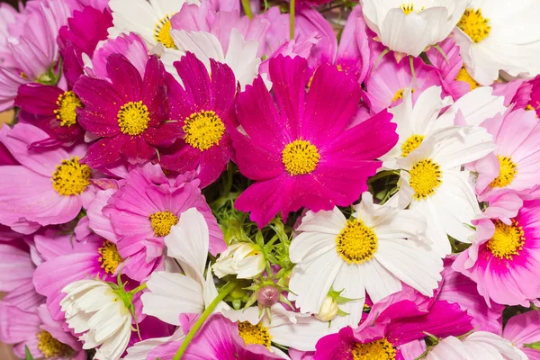Background of the cosmos flowers closeup — Stock Photo, Image