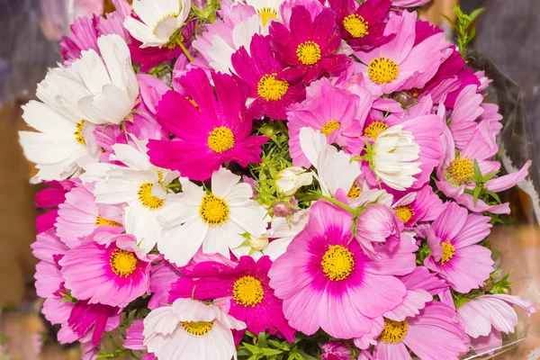 Bouquet of the cosmos flowers different colors closeup — Stock Photo, Image