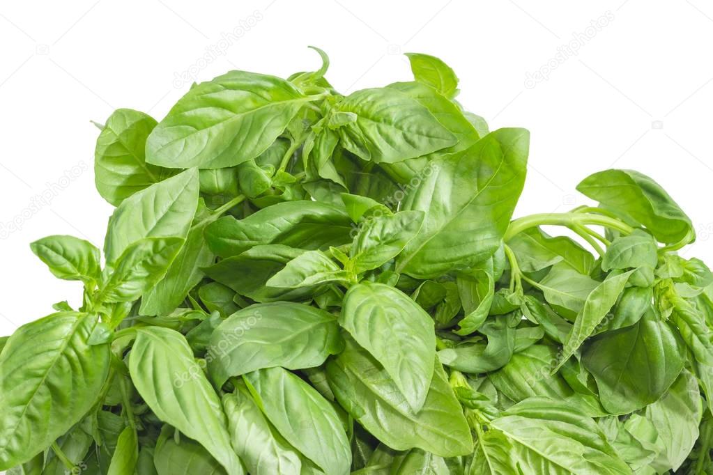 Fragment of a bunch of the green basil