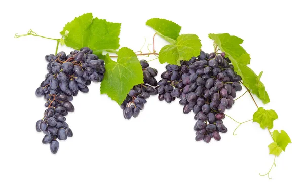 Racimos de uvas azules en la vid con hojas — Foto de Stock