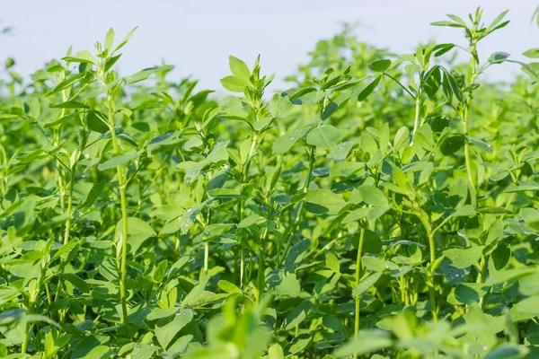 Jonge alfalfa met dauw druppels op veld closeup — Stockfoto