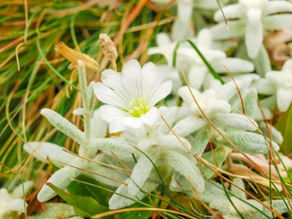 Floreciente edelweiss Crimea entre un primer plano de hierba — Foto de Stock