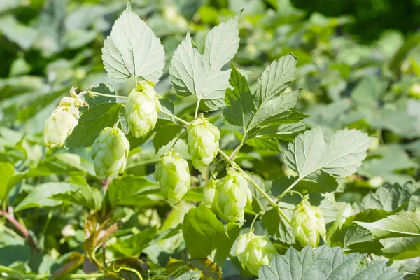 Branche de houblon avec feuilles et cônes de graines — Photo