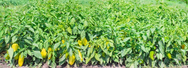 Panorama of plantation of the ripening bell pepper — Stock Photo, Image