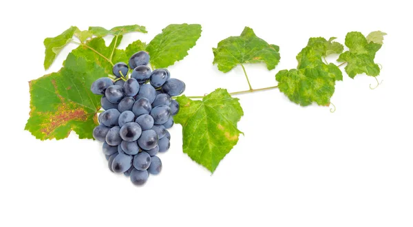 Agrupamento de uvas azuis na vinha com folhas — Fotografia de Stock